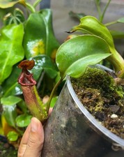 Nepenthes robcantleyi lowii for sale  Merced