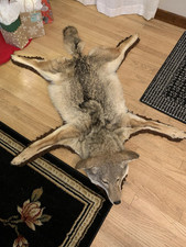 Beautiful coyote taxidermy for sale  Portland