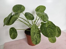 Heavenly hoya pilea gebraucht kaufen  Bad Bramstedt