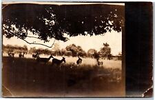 Rppc deer field for sale  Buffalo Grove