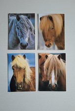 islandpferde gebraucht kaufen  Hörstel