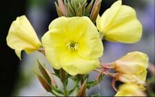 Common yellow evening for sale  CARNFORTH