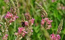 Graines sainfoin cultivé d'occasion  Paris II