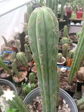 Icaros dna wowie for sale  Tahlequah
