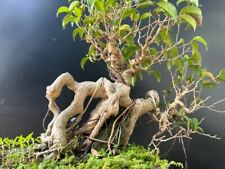 Oriental ficus benjamina for sale  Lawrenceville