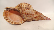 Triton charonia tritonis for sale  Portland