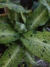 Dieffenbachia maui wowie for sale  Punta Gorda