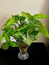 Four syngonium podophyllum for sale  Houston