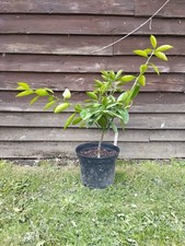 Year old grafted for sale  WISBECH