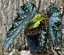 Begonia maculata black gebraucht kaufen  Obertshausen