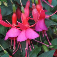 Hardy fuchsia display for sale  BELLSHILL