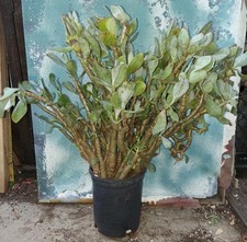 Blue bird jade for sale  San Marcos