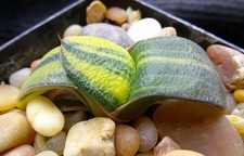 plant foliage for sale  Porter Ranch