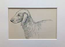Bedlington terrier dog for sale  NORWICH