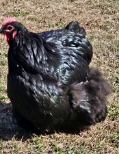 orpington buff hen for sale orpington buff hen for sale Lamar