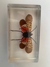 Large real insect for sale  SOUTHAMPTON
