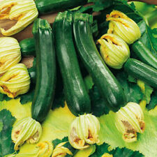 Semi zucchino nano usato  Italia