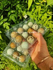 Oeufs fécondés cailles d'occasion  Ancy-le-Franc