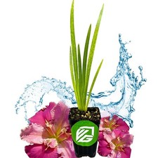 Peaches wine iris for sale  Lakeland