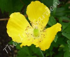 Dainty bright yellow for sale  WELWYN GARDEN CITY