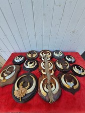 Taxidermie bel ensemble d'occasion  Moulins