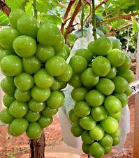 Usado, 6 SEMENTES ORGÂNICAS Uva GLOBO VERDE GIGANTE Fruta Videira Doce Perfumado Herança Não GM comprar usado  Enviando para Brazil
