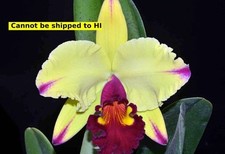Houseplant orchid dora for sale  Danielson