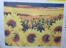 Sunflower field sofa for sale  Coatesville