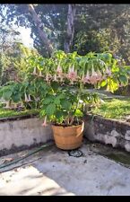 Pink brugmansia angel for sale  Columbus