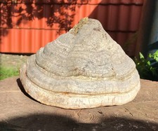 Natur pur baumpilz gebraucht kaufen  Osterwieck