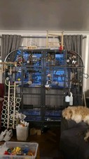 Double rainforest parrot for sale  HAVERFORDWEST