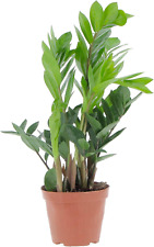 Zamioculcas zamiifolia piante usato  Roma