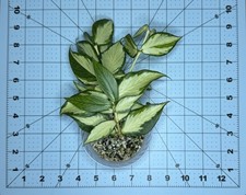 Hoya polyneura innervariegated for sale  Santa Clara