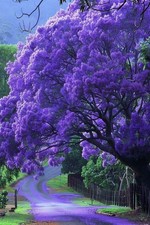 Jacaranda mimosifolia for sale  NORWICH