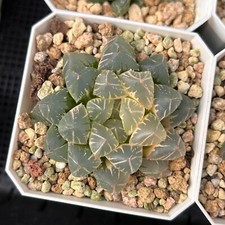 2.5 haworthia cooperi d'occasion  Expédié en Belgium