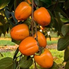 Diospyros kaki cioccolatino gebraucht kaufen  Wuppertal