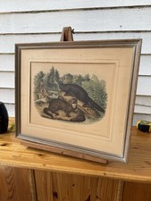 Audubon mink 1844 for sale  Lawrenceburg