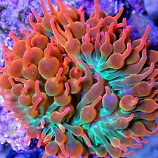 Rose bubbletip anemone for sale  DONCASTER