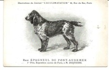 Chien epagneul pont d'occasion  Villenave-d'Ornon