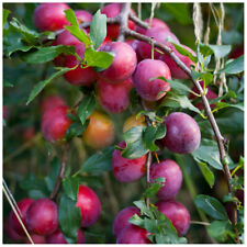 Big juicy victoria for sale  NEWTOWNARDS