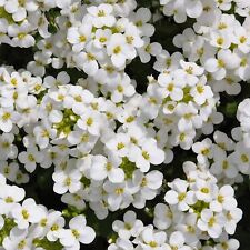 Groundcover rock cress for sale  Sevierville