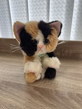 Kitty kitty kittens for sale  GREAT YARMOUTH