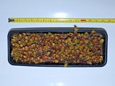 Sedum reflexum yellow for sale  ROCHESTER