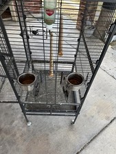 Bird cage parrots for sale  Pharr