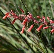 Hesperaloe parviflora yucca usato  Napoli
