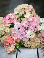 Phlox phlox sheep for sale Phlox phlox sheep for sale  FERRYHILL