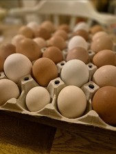 Mixed chicken eggs for sale  CRAVEN ARMS