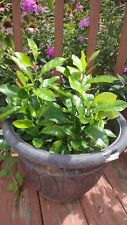 One tree plant for sale  Myerstown