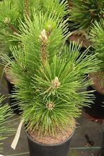 Pinus thunbergii thunderhead for sale  Silverton