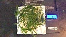 Riccia guppygrass floating for sale  SOUTH CROYDON